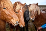 Icelandic horses