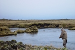 Salmon Fishing in Iceland