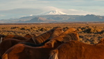 hekla_horses73