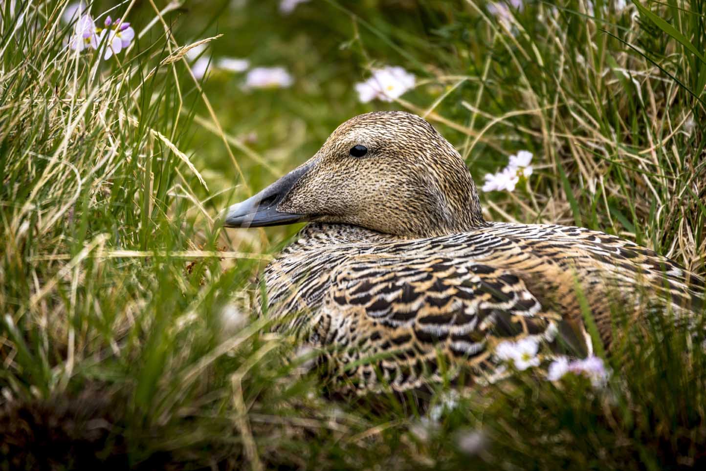 eider duck