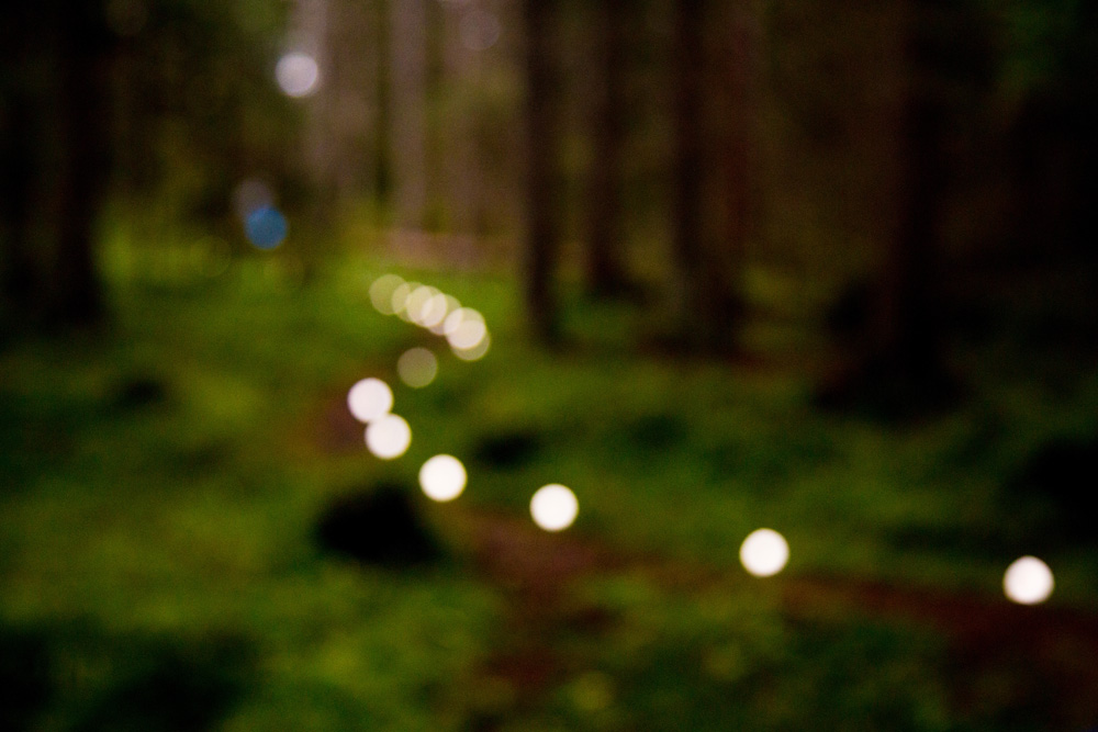 light installation Norwegian forrest