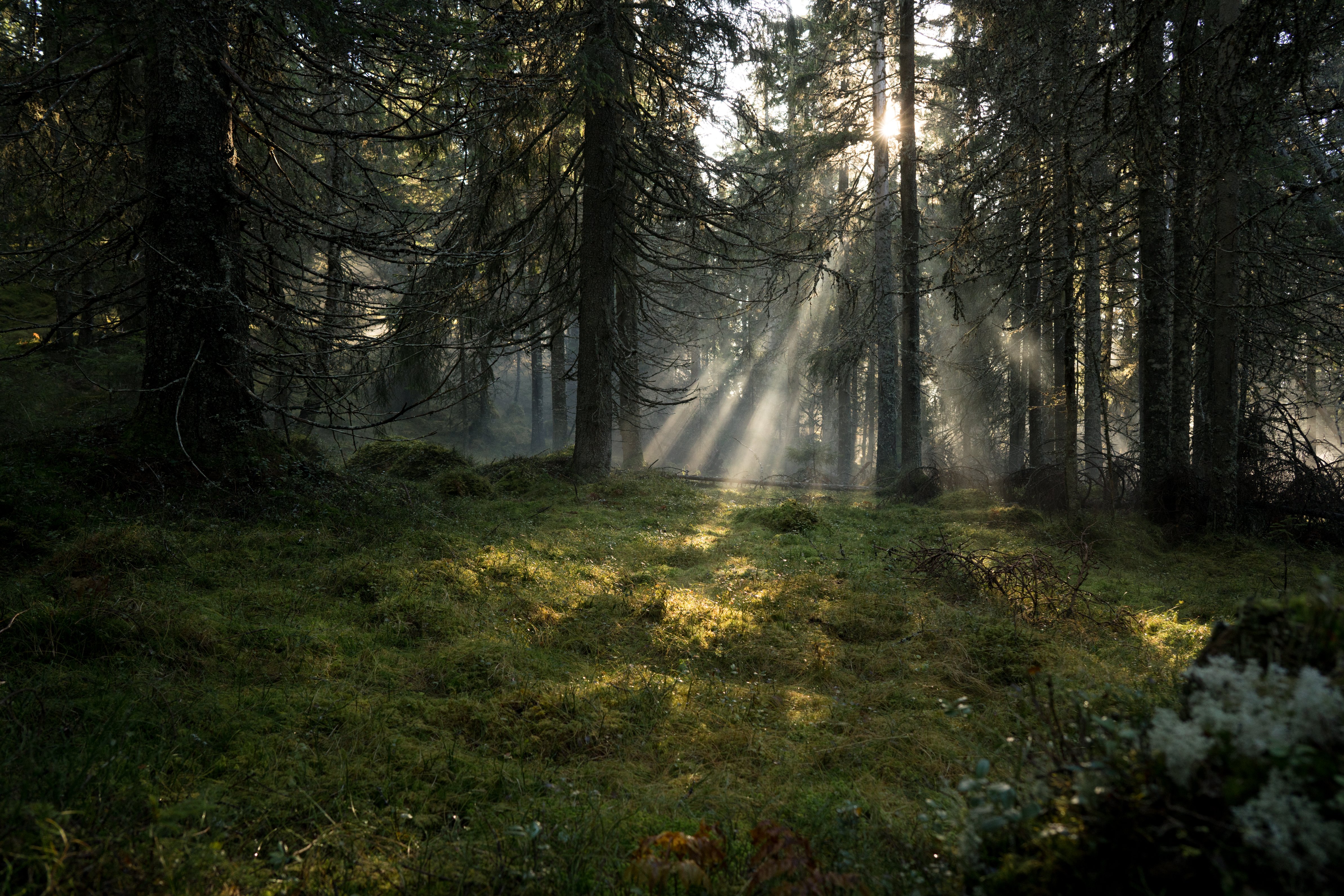 Allemansrätten Visit Sweden