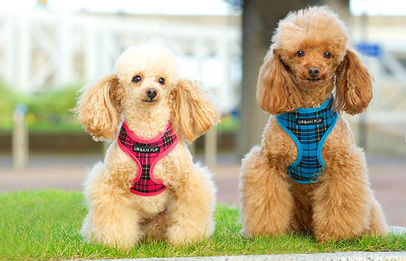 High fashion dog clothes: It’s fashion but not as we know it