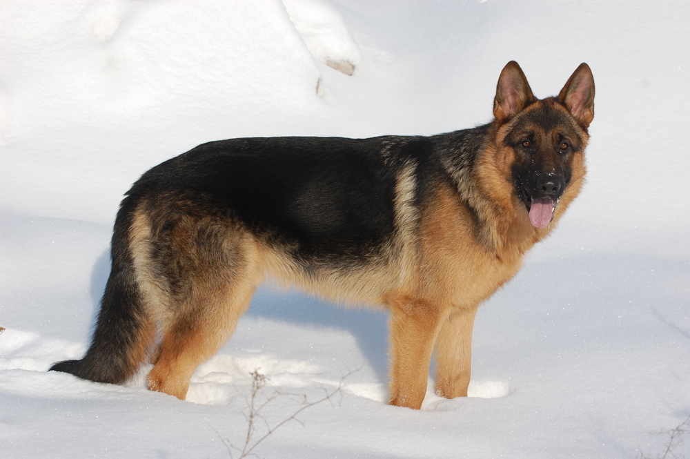 German shepherd