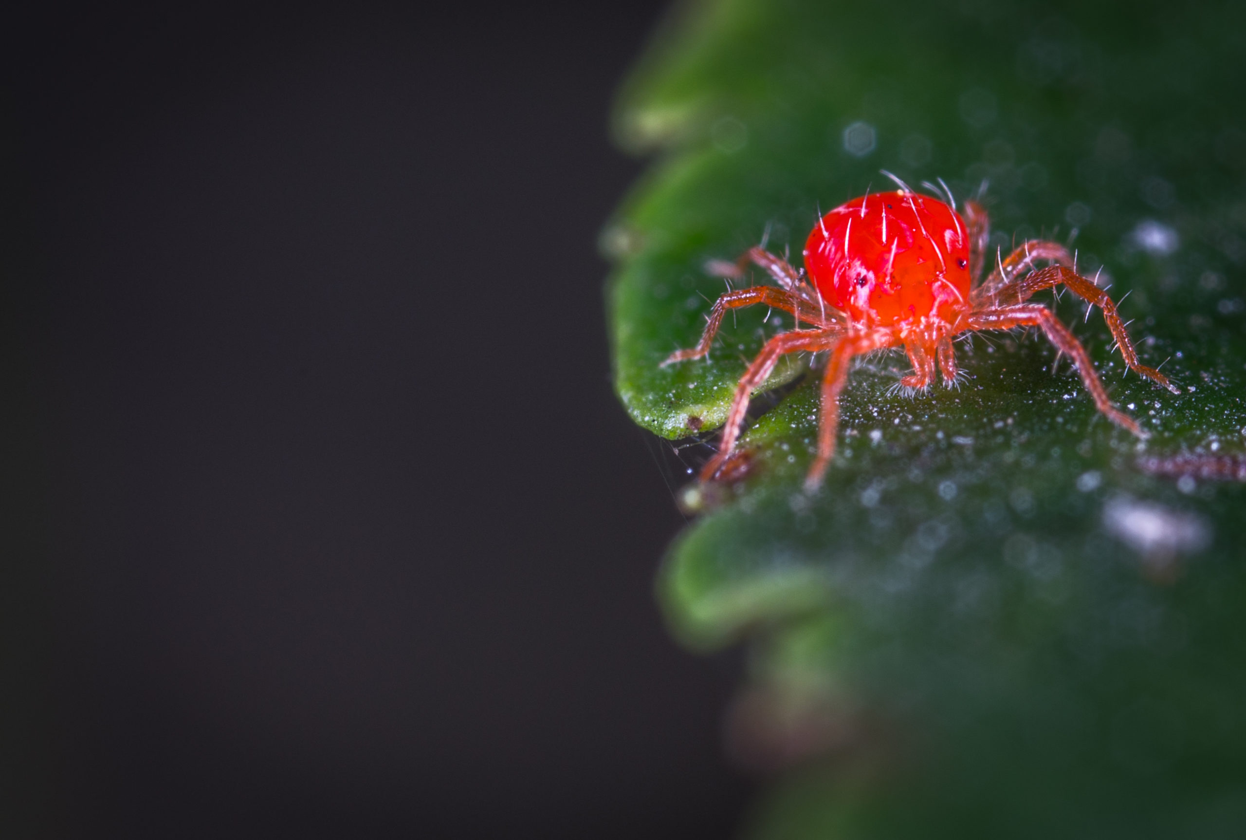 Spartan Animal and Pest Control Launches New Blog on Identifying Spider Infestations and Effective Insect Control Solutions