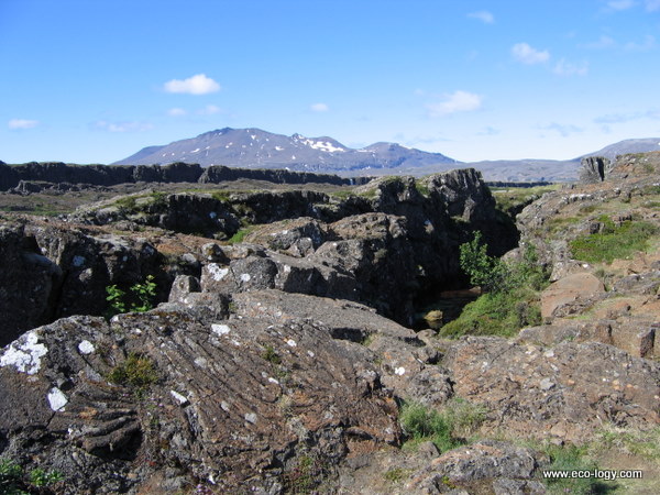 Deep Roots in Iceland: An Interview with Soffía Arnþórsdóttir of Thund